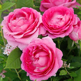 Trandafir Floribunda roz-inchis pink Fraeulein Marie, cu parfum intens