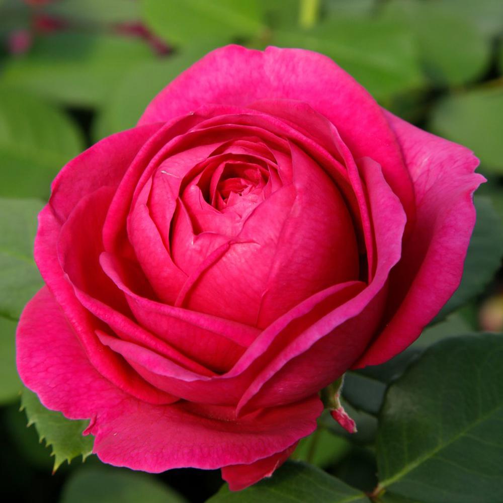 Trandafir Floribunda violet Fuer Elise, cu parfum intens