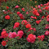 Trandafir Floribunda galben-portocaliu Gebrüder Grimm, inflorire repetata