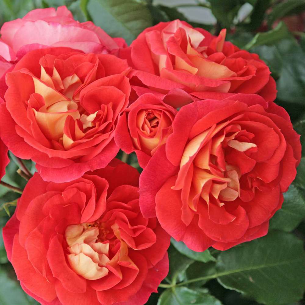 Trandafir Floribunda galben-portocaliu Gebrüder Grimm, inflorire repetata