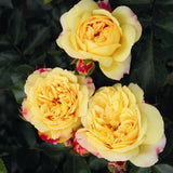 Trandafir Floribunda galben-rosu Lampion, inflorire repetata