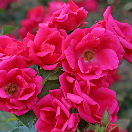 Trandafir Floribunda rosu-zmeura Gartenfreund, parfum intens