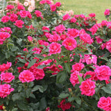 Trandafir Floribunda rosu-zmeura Gartenfreund, parfum intens