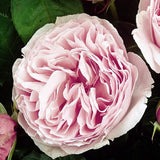 Trandafir Floribunda roz-pal Gartentraume, parfum intens