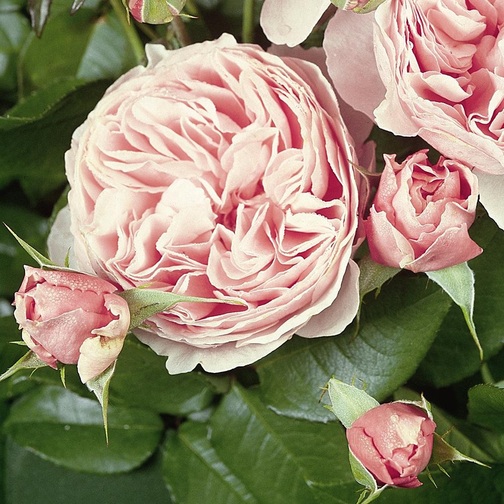 Trandafir Floribunda roz-pal Gartentraume, parfum intens