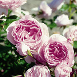 Trandafir Floribunda roz-pal Gartentraume, parfum intens