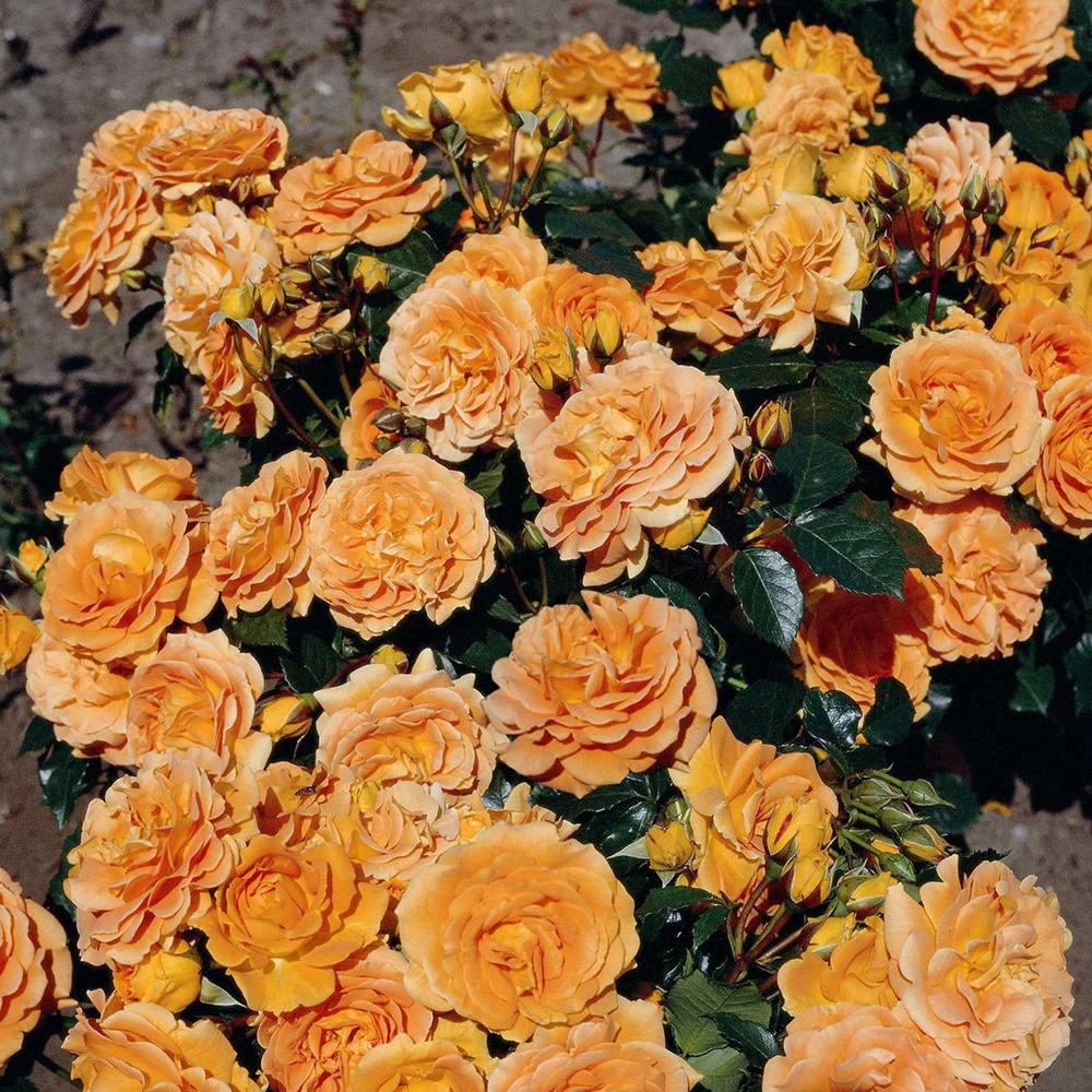 Trandafir Floribunda galben-portocaliu Goldelse, cu parfum intens