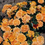 Trandafir Floribunda galben-portocaliu Goldelse, cu parfum intens