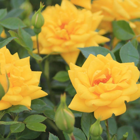 Trandafir Pitic Floribunda galben-aurie Goldjuwel, inflorire repetata