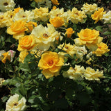 Trandafir Floribunda galben-aurie Goldquelle, inflorire repetata