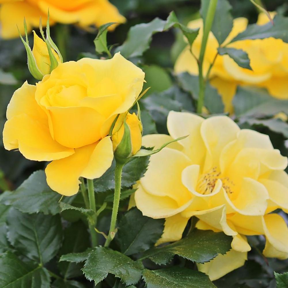 Trandafir Floribunda galben-aurie Goldquelle, inflorire repetata