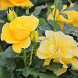 Trandafir Floribunda galben-aurie Goldquelle, inflorire repetata