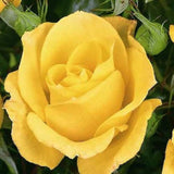 Trandafir Floribunda galben-aurie Goldquelle, inflorire repetata