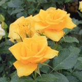 Trandafir Floribunda galben-aurie Goldquelle, inflorire repetata