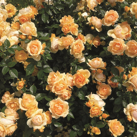 Trandafir Floribunda ambra-cais Hansestadt Rostock, inflorire repetata