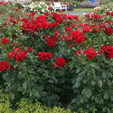 Trandafir Floribunda rosu-deschis Jugendliebe, inflorire repetata