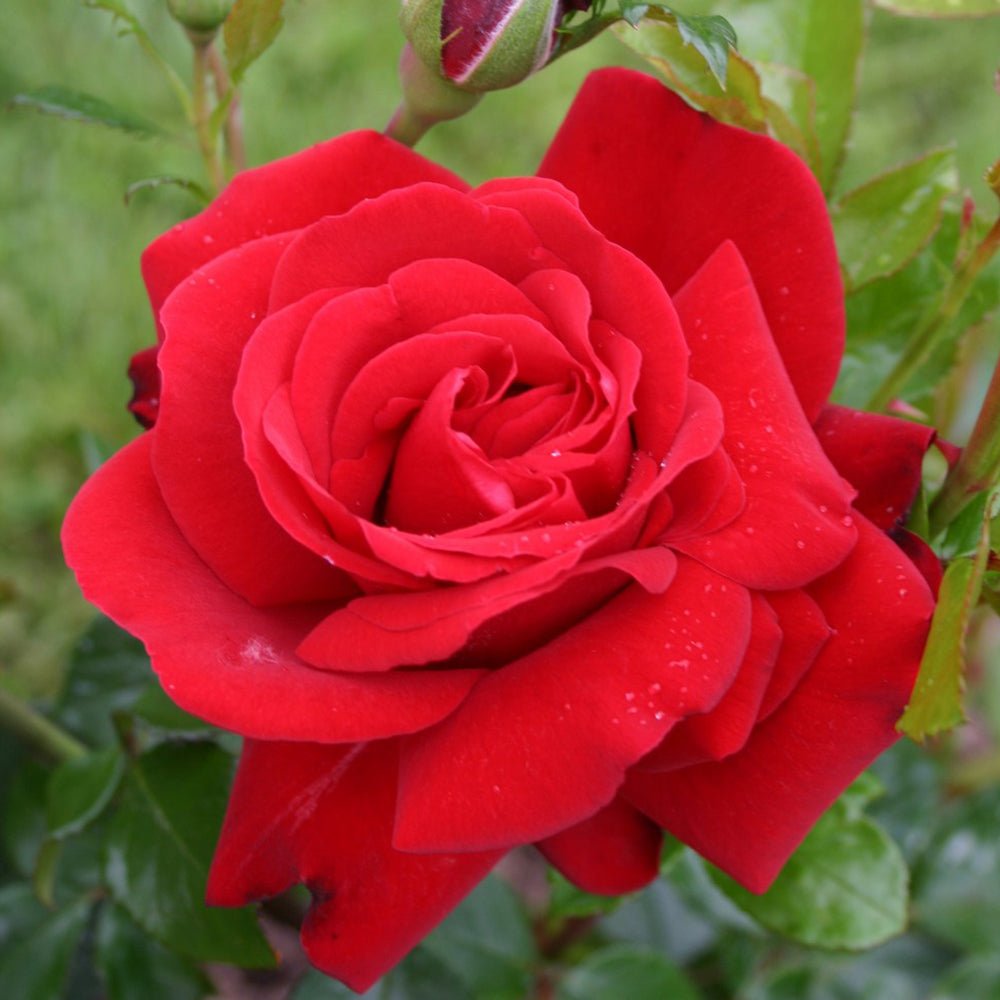 Trandafir Floribunda rosu-deschis Jugendliebe, inflorire repetata