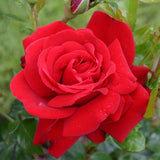 Trandafir Floribunda rosu-deschis Jugendliebe, inflorire repetata