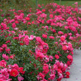 Trandafir Floribunda acoperitor roz-intens Knirps, inflorire repetata
