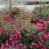 Trandafir Floribunda acoperitor roz-intens Knirps, inflorire repetata