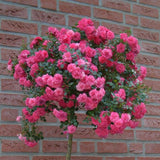 Trandafir Floribunda acoperitor roz-intens Knirps, inflorire repetata