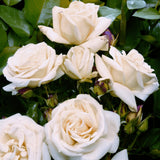 Trandafir Floribunda alb-roz pal La Paloma 85, inflorire repetata