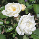 Trandafir Floribunda alb-roz pal La Paloma 85, inflorire repetata