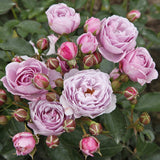 Trandafir Floribunda liliachiu Nautika, inflorire repetata