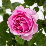 Trandafir Floribunda violet-deschis Lilac Topaz, inflorire repetata