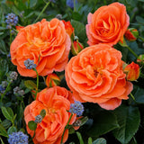 Trandafir Floribunda mango-portocaliu Mango, inflorire repetata