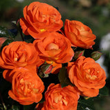 Trandafir Floribunda mango-portocaliu Mango, inflorire repetata