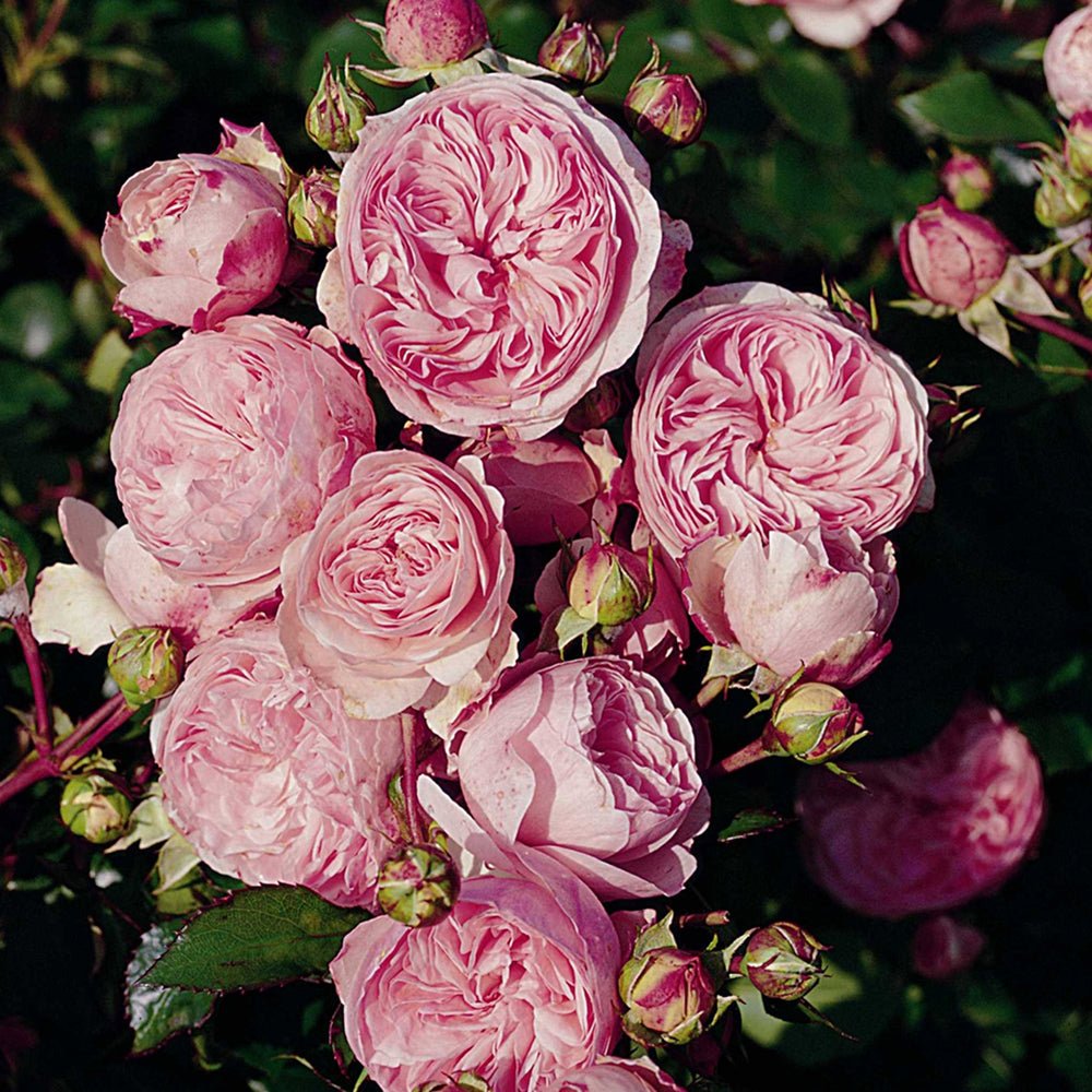 Trandafir Floribunda roz-palid Mariatheresia, inflorire repetata