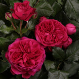 Trandafir Floribunda rosu-violet Marietta, cu parfum intens