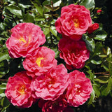 Trandafir Floribunda rosu-portocaliu-somon Melusina, inflorire repetata