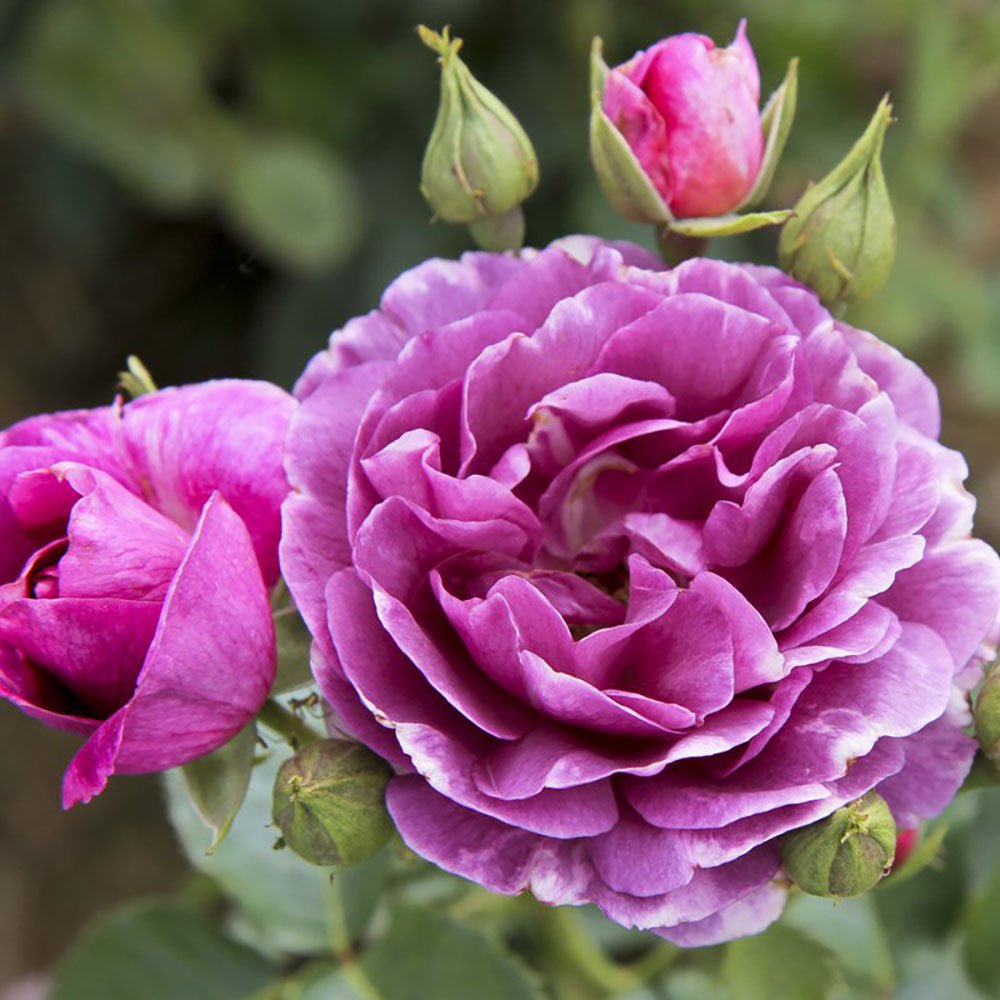 Floribunda rózsa 'Minerva' – lila-ibolya virágú, intenzíven illatos fajta