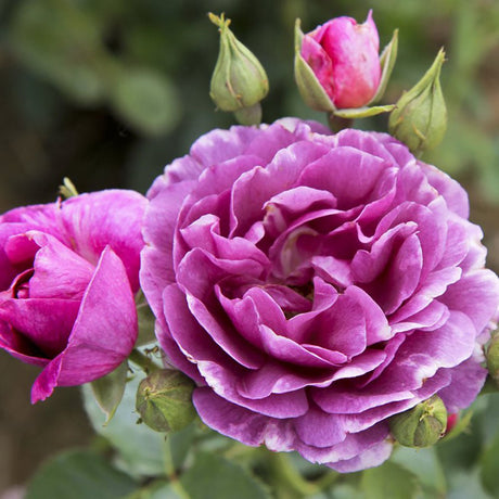 Floribunda rózsa 'Minerva' – lila-ibolya virágú, intenzíven illatos fajta