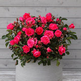 Trandafir Floribunda roz-inchis Moin Moin, inflorire repetata