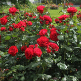Trandafir Floribunda rosu Montana, cu parfum intens