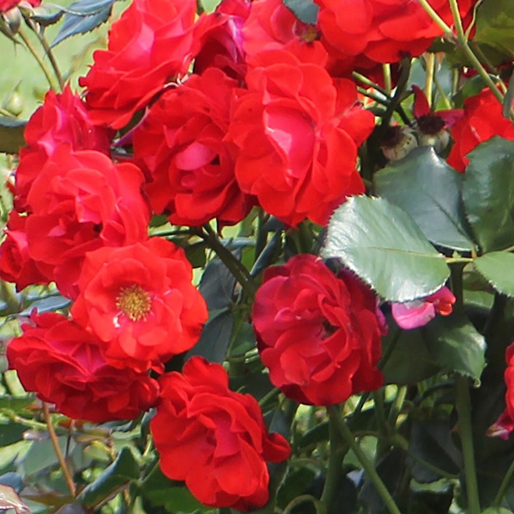 Trandafir Floribunda rosu Montana, cu parfum intens
