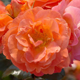 Trandafir Floribunda portocaliu-auriu Morning Sun, inflorire repetata