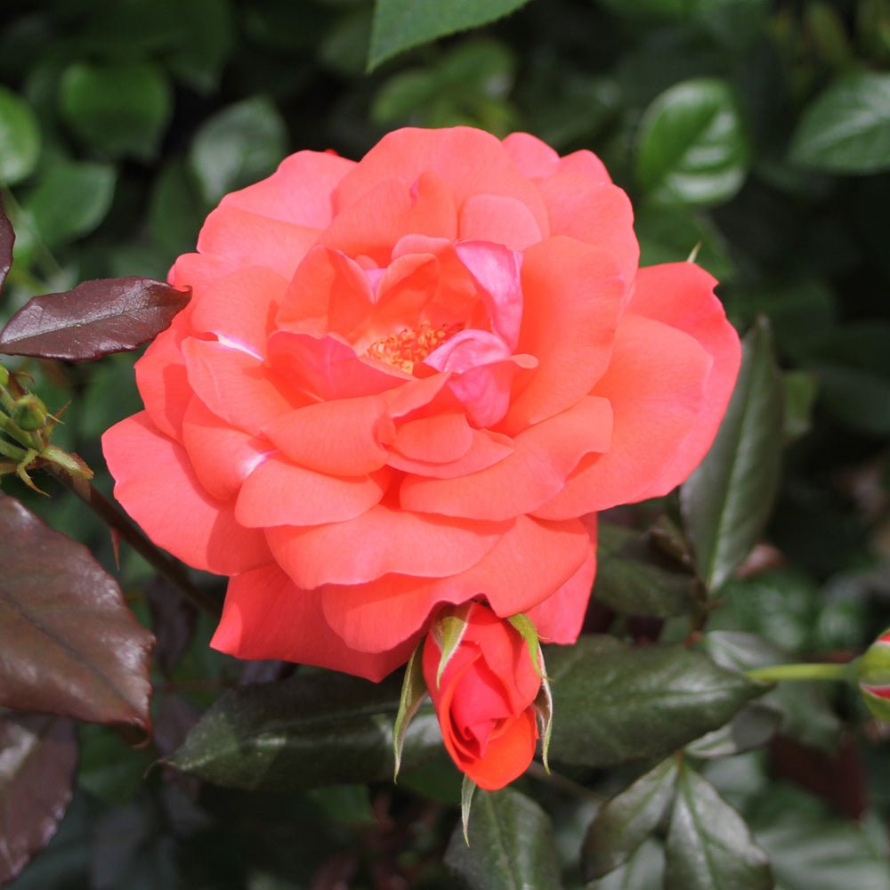 Trandafir Floribunda rosu-somon Piccolo, cu parfum intens