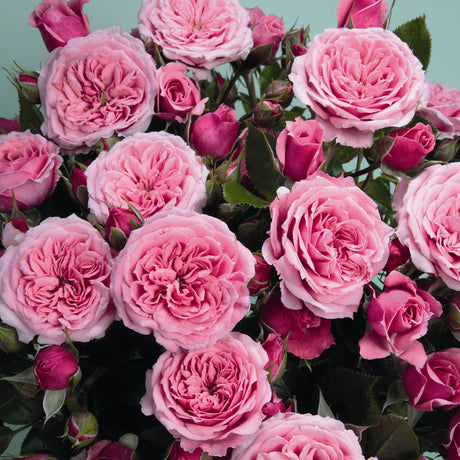 Trandafir Pitic Floribunda roz-aprins Pink Babyflor, inflorire repetata