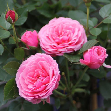 Trandafir Pitic Floribunda roz-aprins Pink Babyflor, inflorire repetata