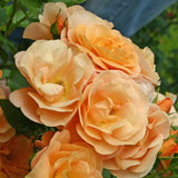Trandafir Floribunda roz-somon Portoroz, inflorire repetata