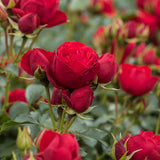 Trandafir Floribunda rosu-aprins Manora, inflorire repetata