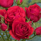Trandafir Floribunda rosu-aprins Manora, inflorire repetata