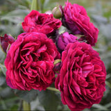Trandafir Floribunda rosu-bordeaux Grafin Von Hardenberg, cu parfum intens