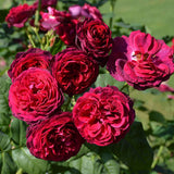 Trandafir Floribunda rosu-bordeaux Grafin Von Hardenberg, cu parfum intens