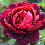 Trandafir Floribunda rosu-bordeaux Grafin Von Hardenberg, cu parfum intens
