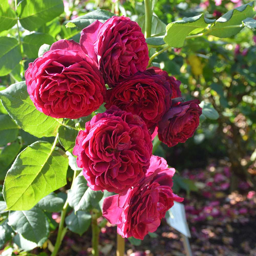 Trandafir Floribunda rosu-bordeaux Grafin Von Hardenberg, cu parfum intens
